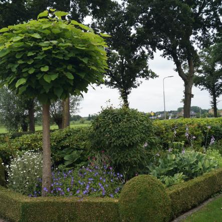 Kleurrijke tuin met bolbomen